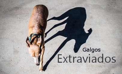 galgos